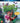 Jungle shuffle 3D