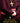 Spaanse inquisitie